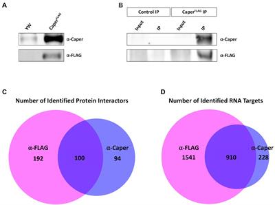 The identification of protein and RNA interactors of the splicing factor Caper in the adult Drosophila nervous system